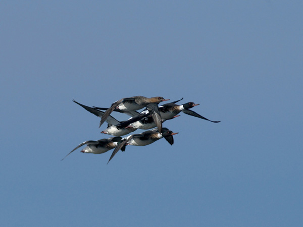 Tukkakoskelo, Red-breasted Merganser, Mergus serrator